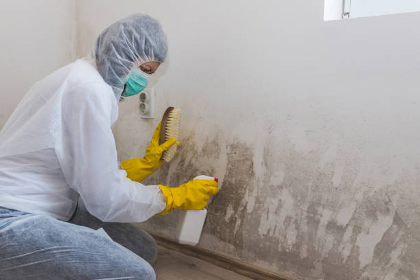 Best Crawl Space Mold Remediation  in Cross Plains, TX