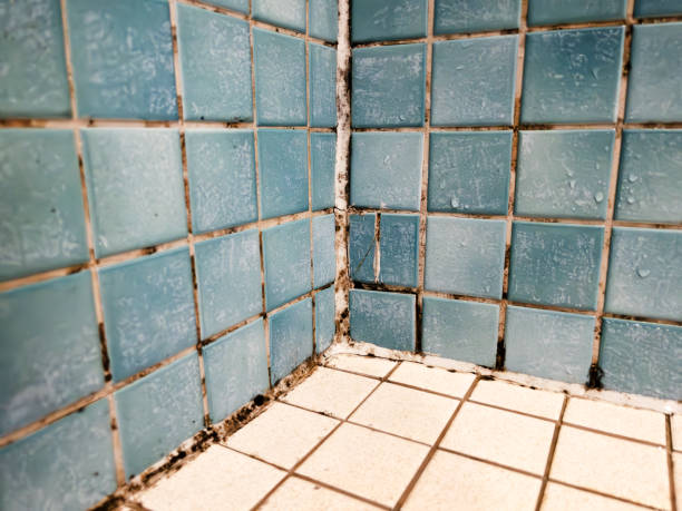 Best Mold-Related Health Consultation  in Cross Plains, TX